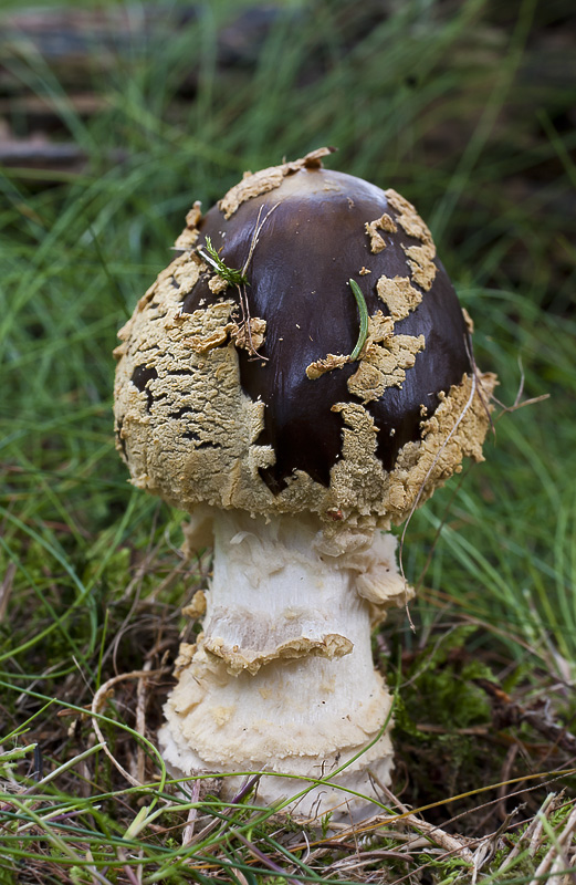 Amanita muscaria var. regalis